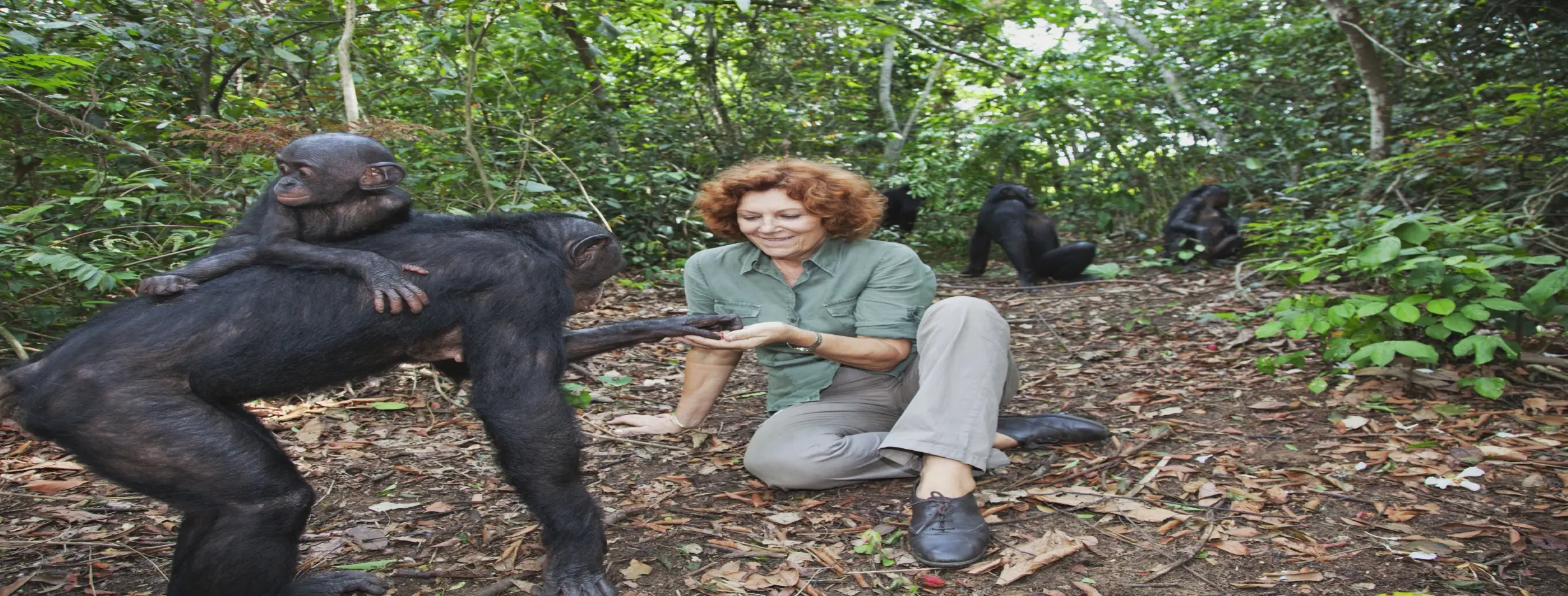 Image for Lola ya Bonobo